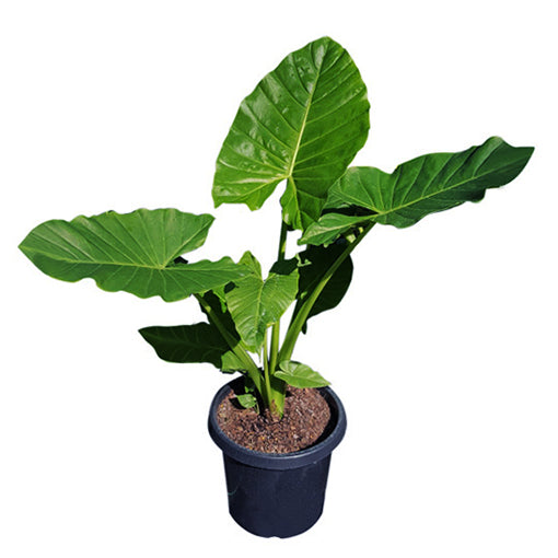 Manto de Eva, planta XL 1,5 metros