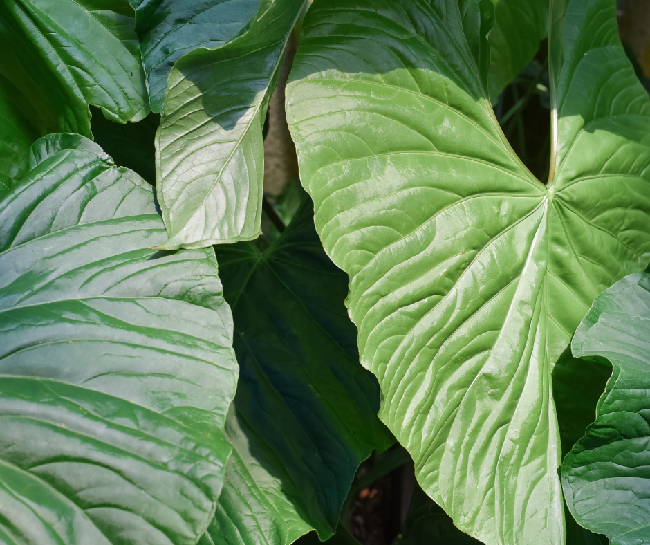 Plantas