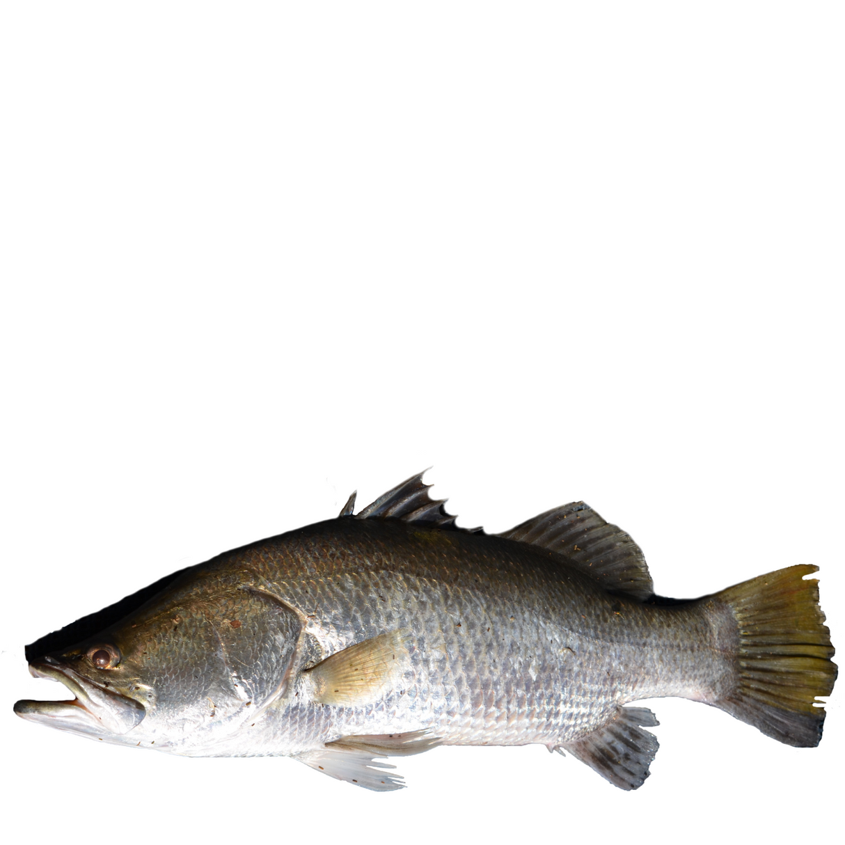 Pescada Entero, 1 kilo