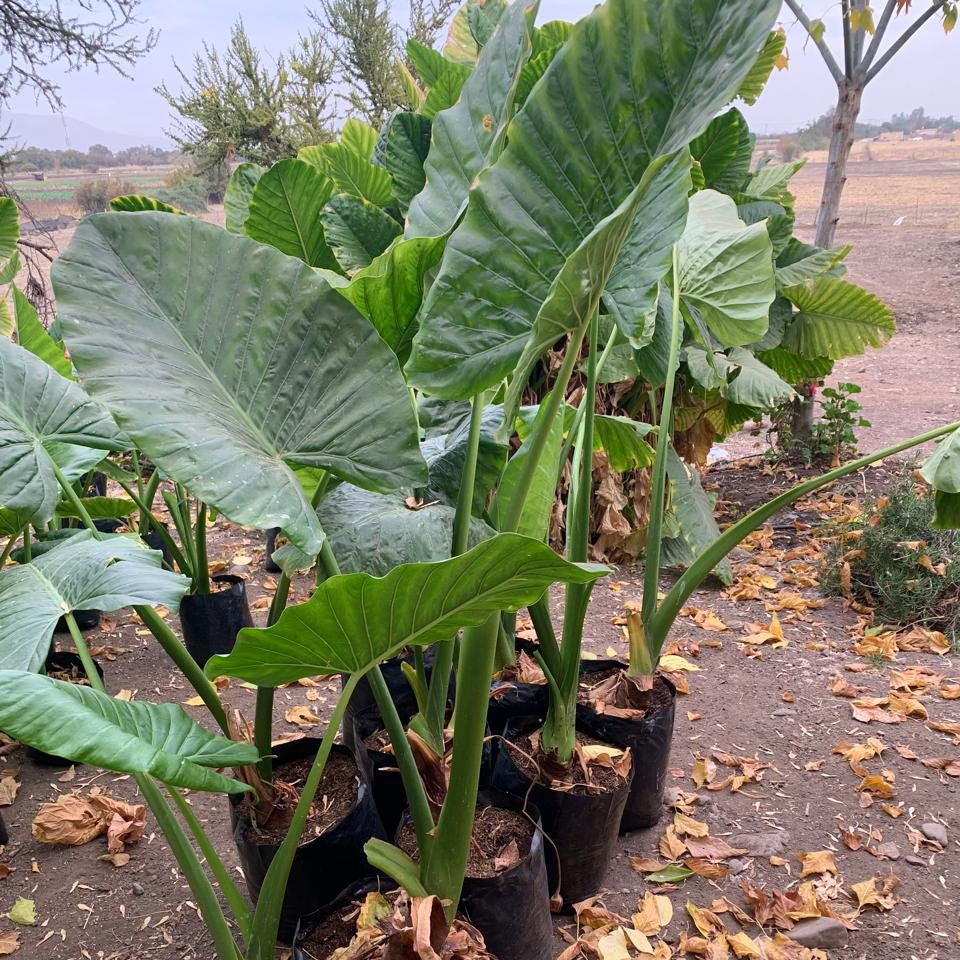 Manto de Eva, planta XL 1,5 metros