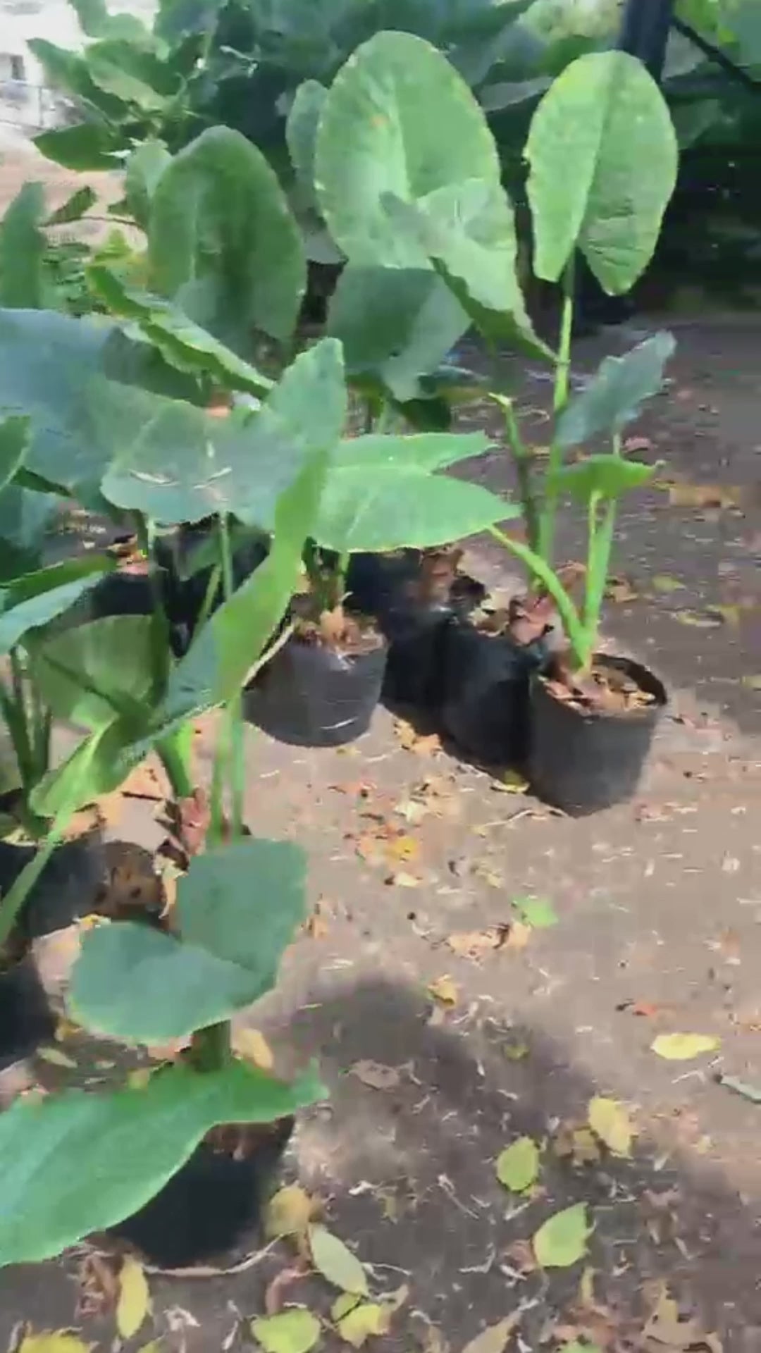 Manto de Eva, planta XL 1,5 metros