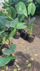 Manto de Eva, planta XL 1,5 metros